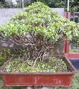 Pohon Bonsai Serut Termahal